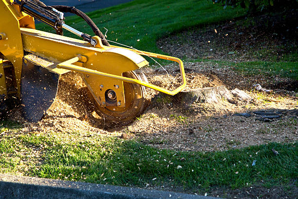 Best Hedge Trimming  in Ankeny, IA